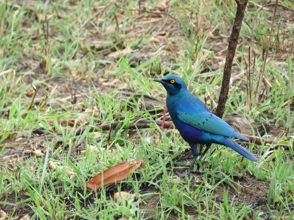 Greater Blue-eared Starling - ML646038600
