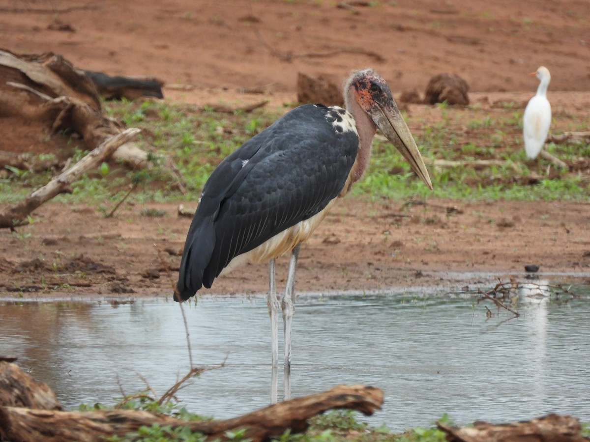 Marabu afrikarra - ML646038601