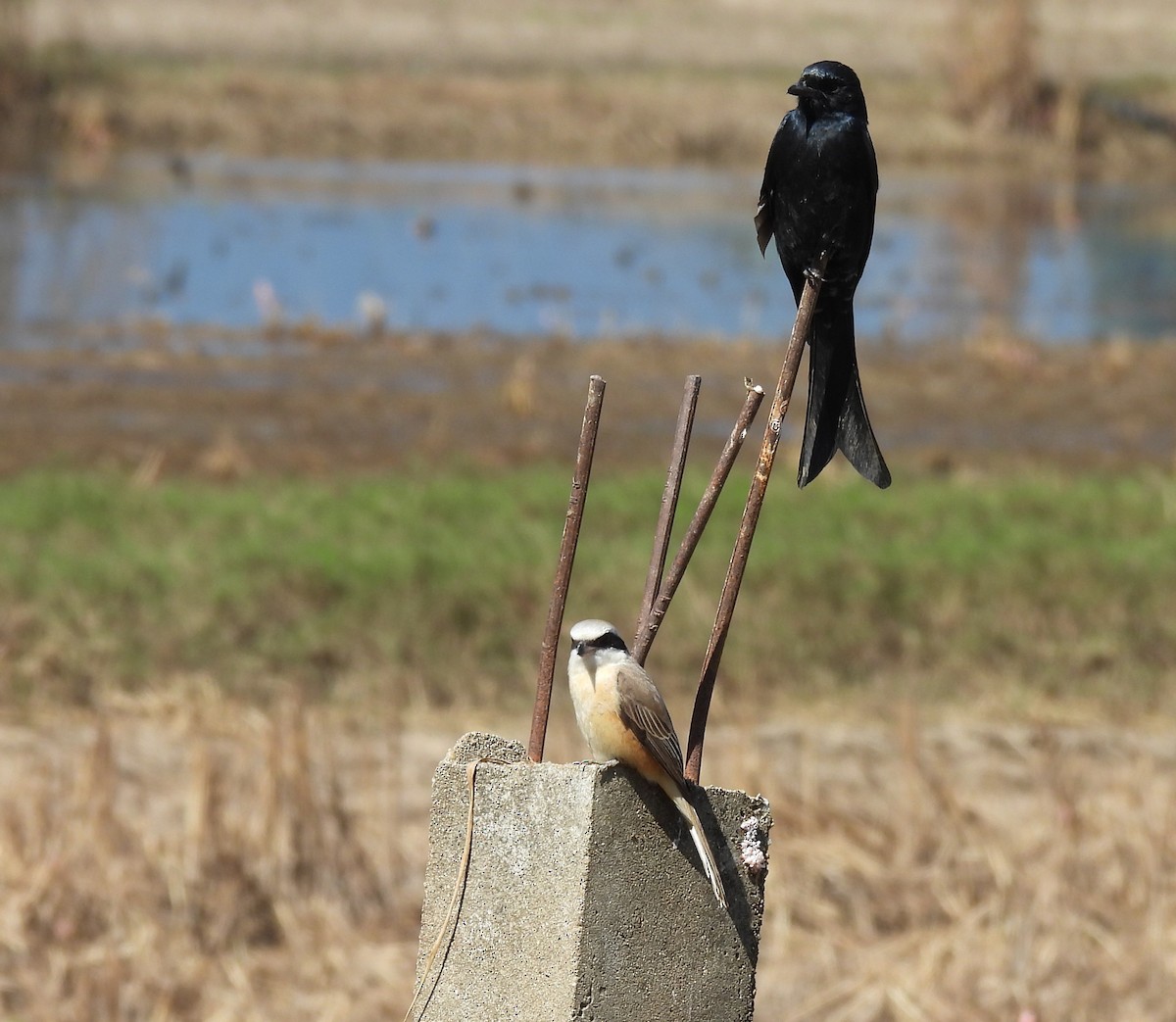 Black Drongo - ML646038604