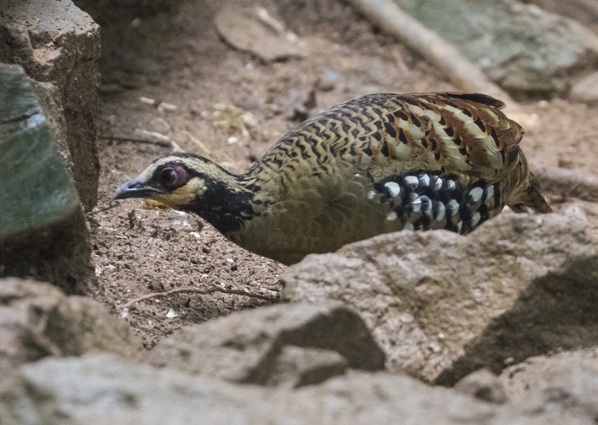 Bar-backed Partridge - ML646038605