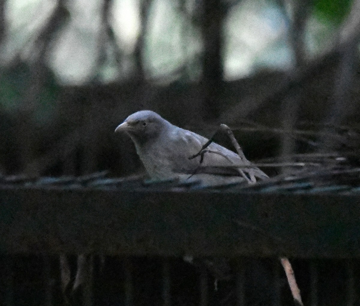 Oihan-kalapitaria - ML646038606