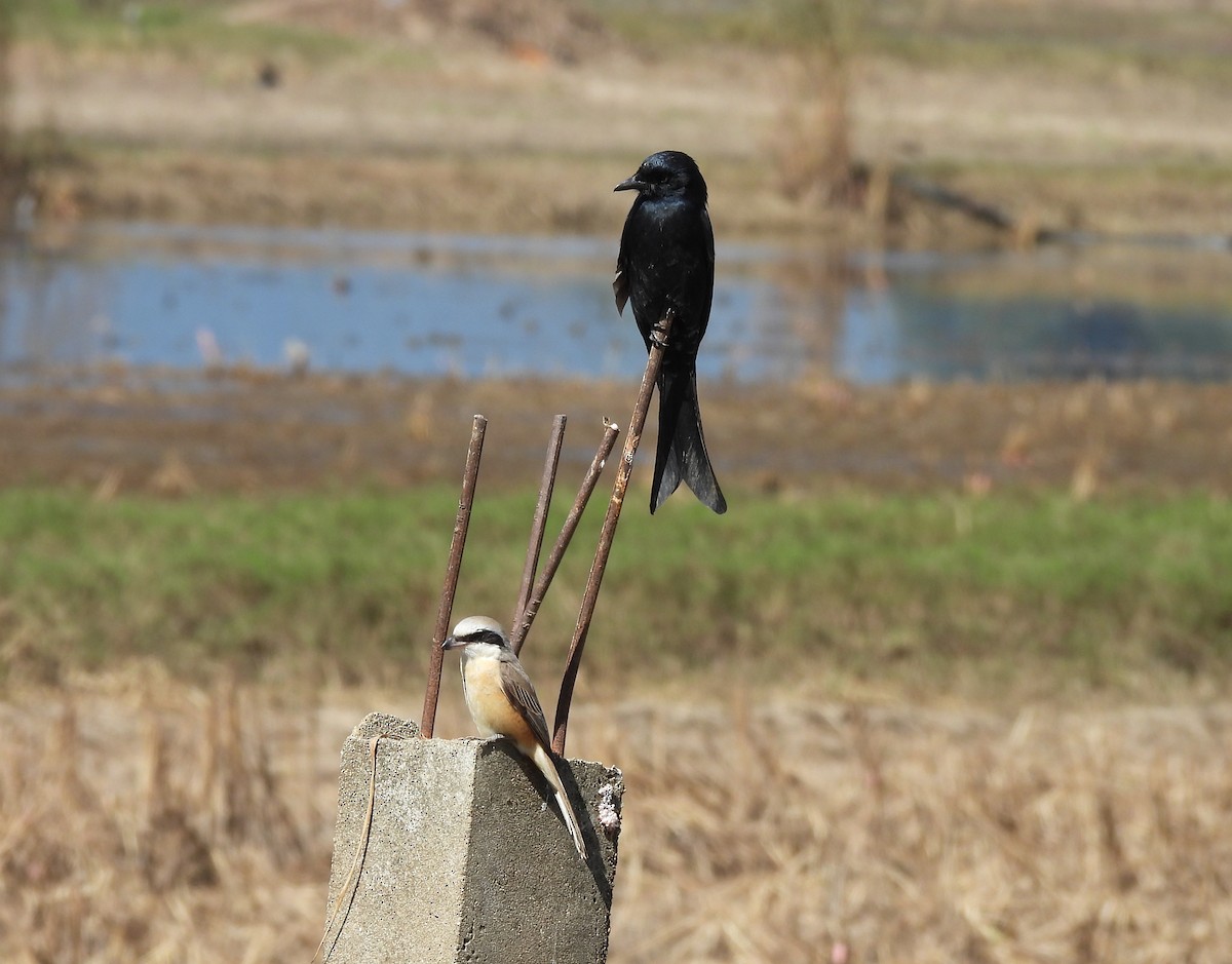 Antzandobi arrea - ML646038607