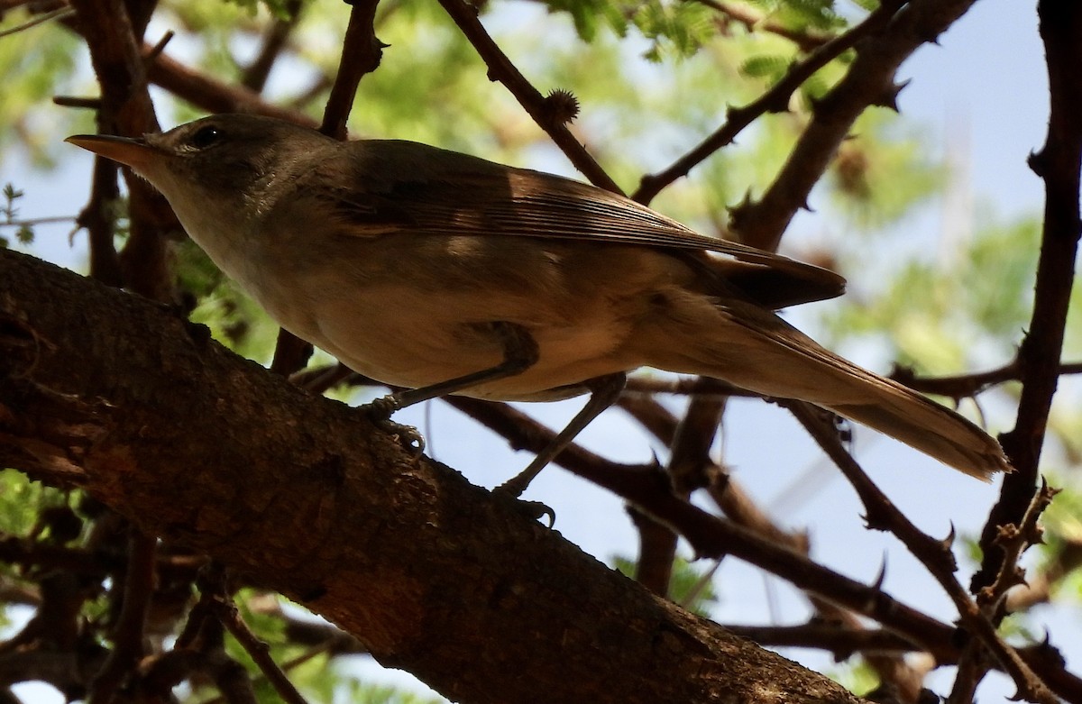 Olive-tree Warbler - ML646038608