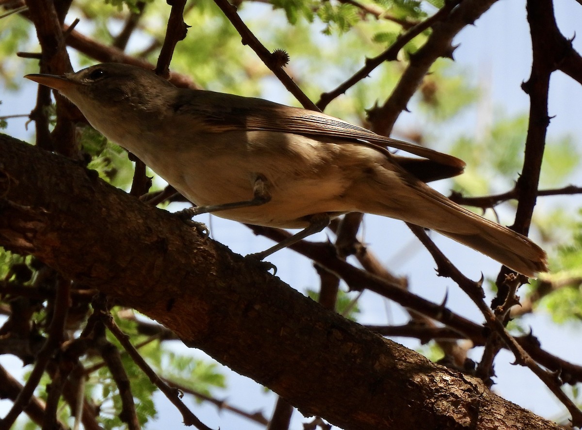 Olive-tree Warbler - ML646038609
