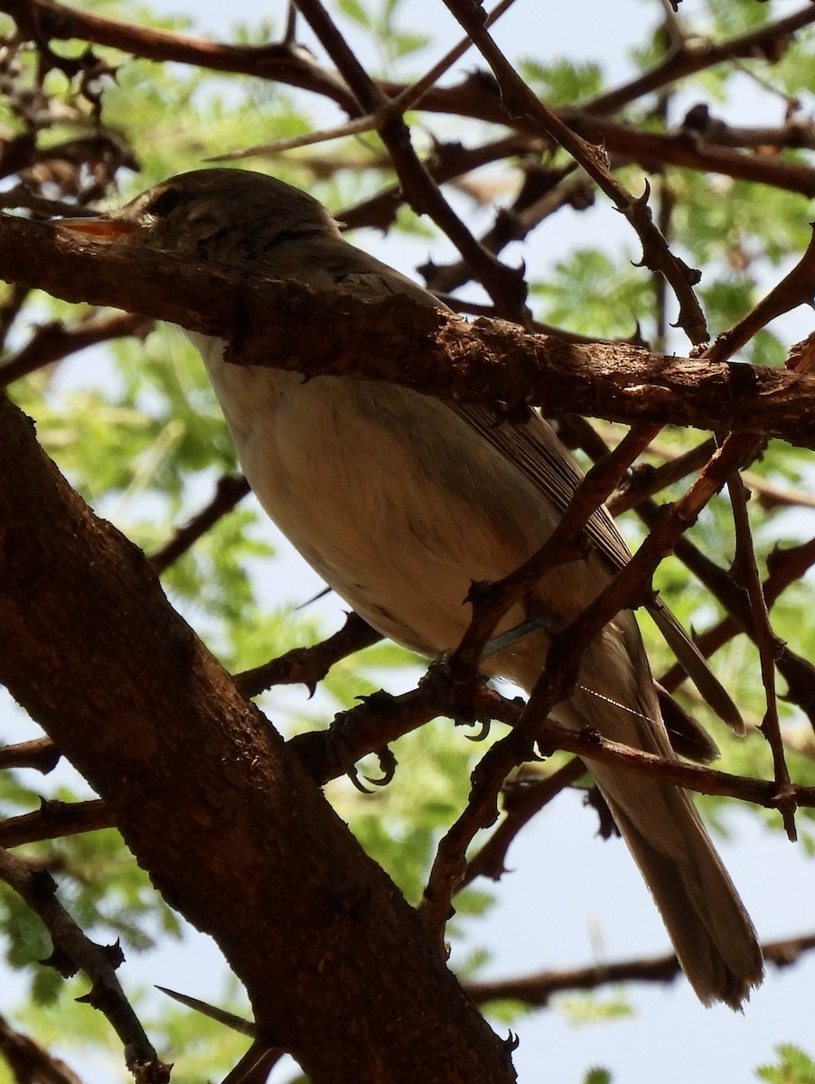 Olive-tree Warbler - ML646038610