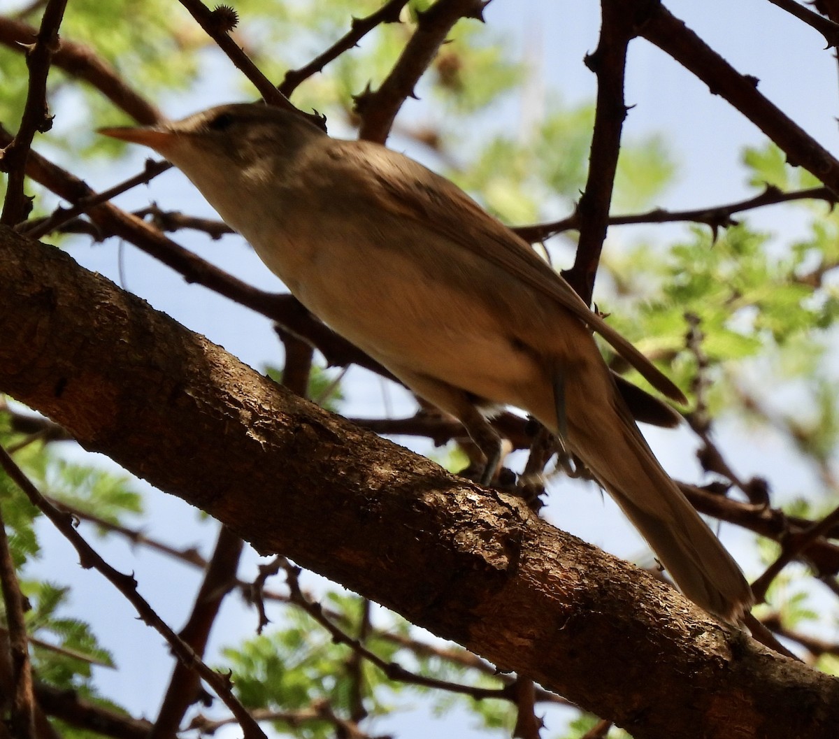 Olive-tree Warbler - ML646038611