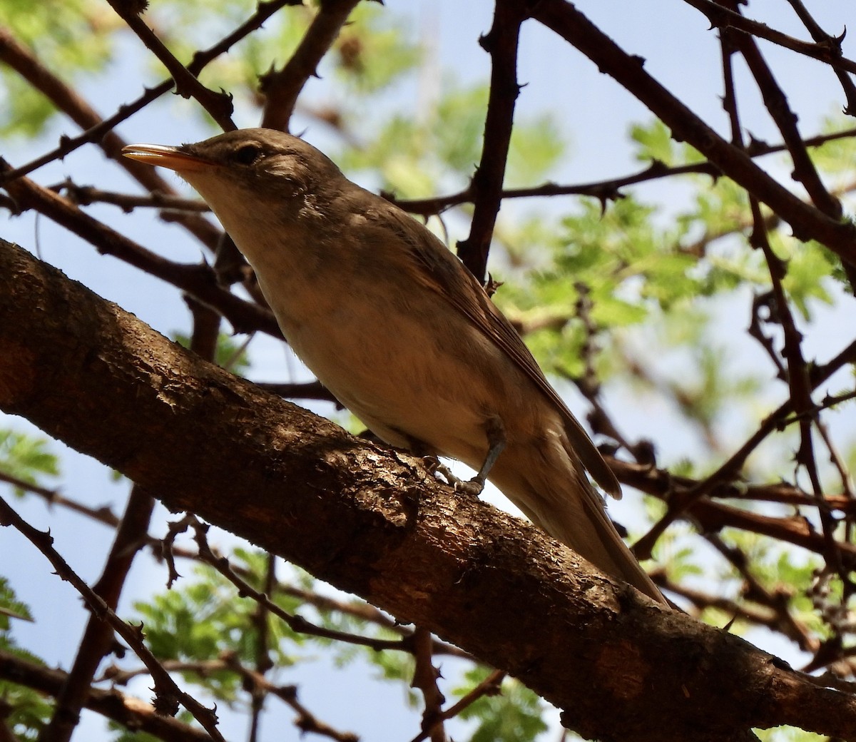 Olive-tree Warbler - ML646038612