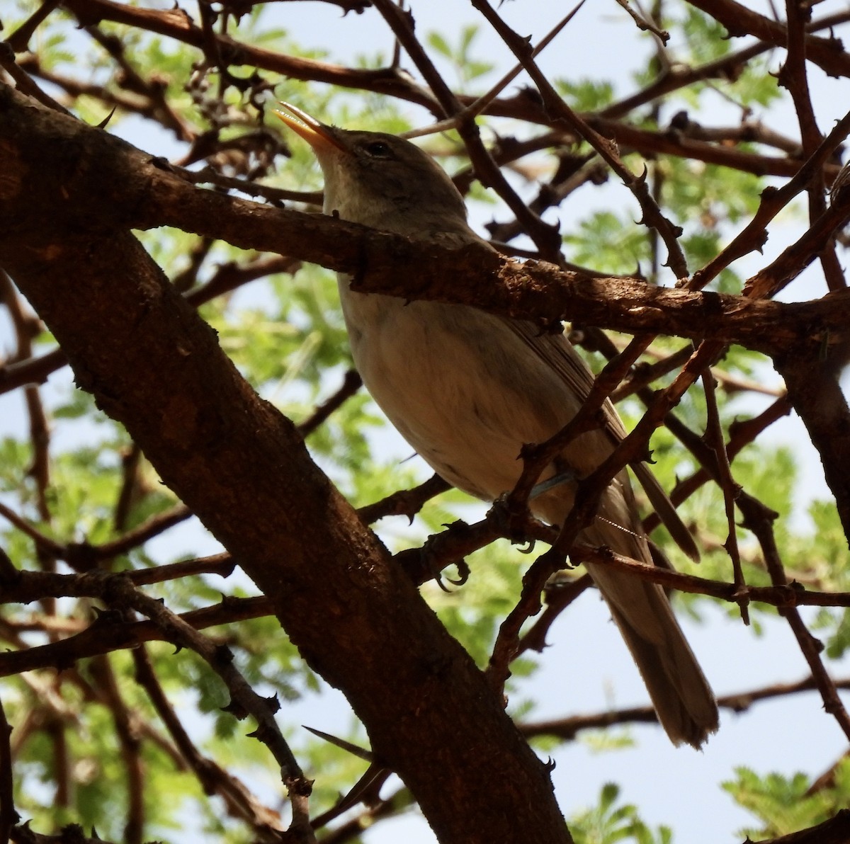 Olive-tree Warbler - ML646038613