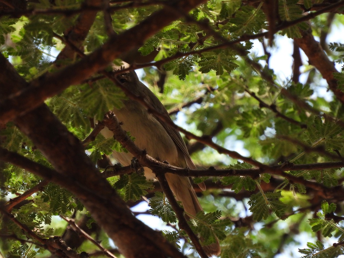 Olive-tree Warbler - ML646038614