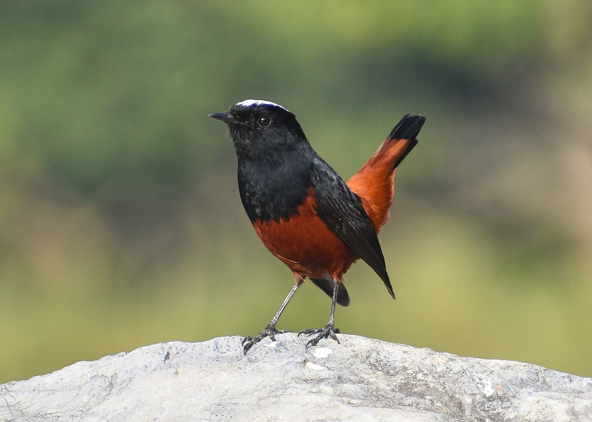 Buztangorri kaskazuria - ML646038615