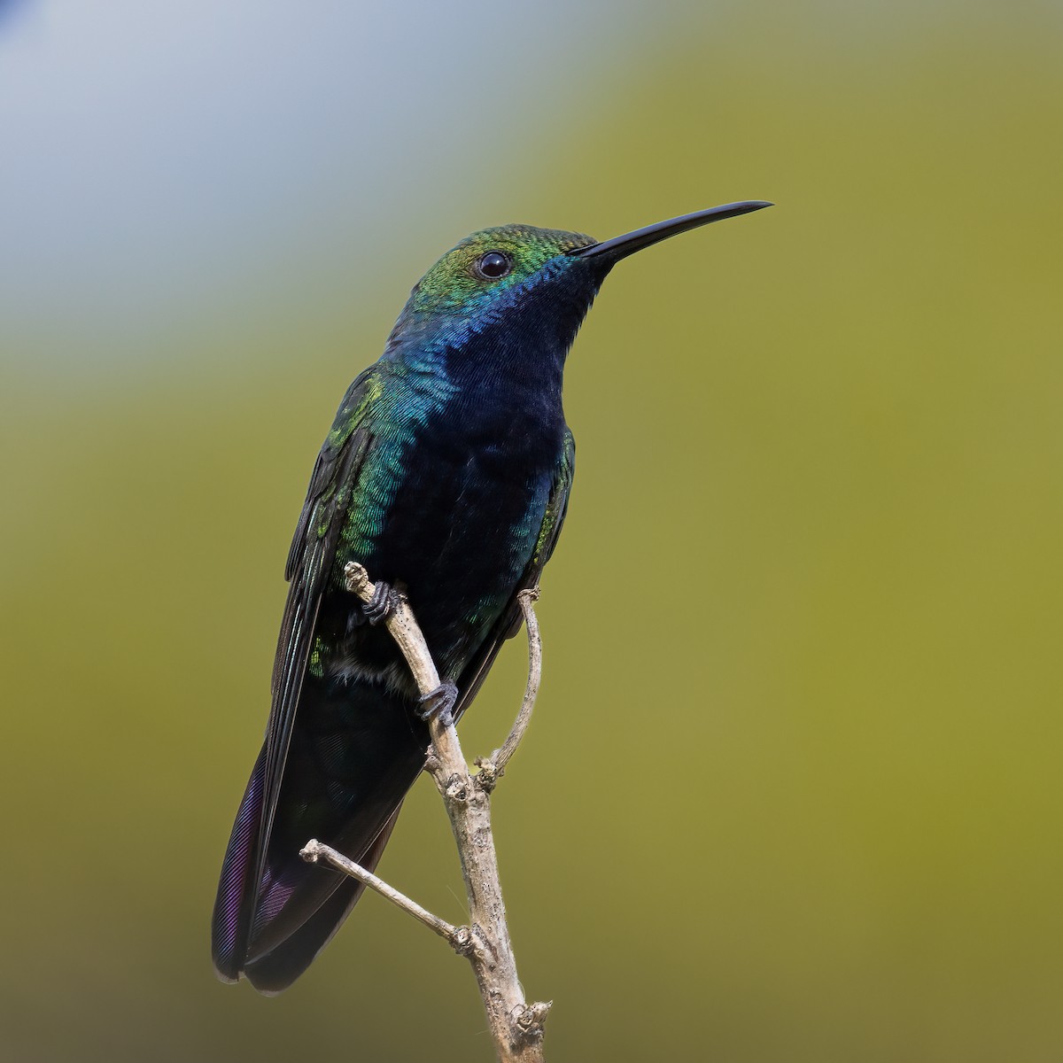 Black-throated Mango - ML646038616