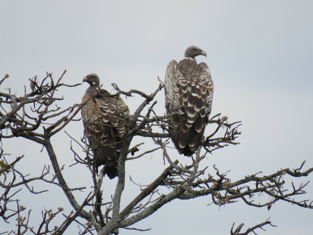 Rüppell saia - ML646038617