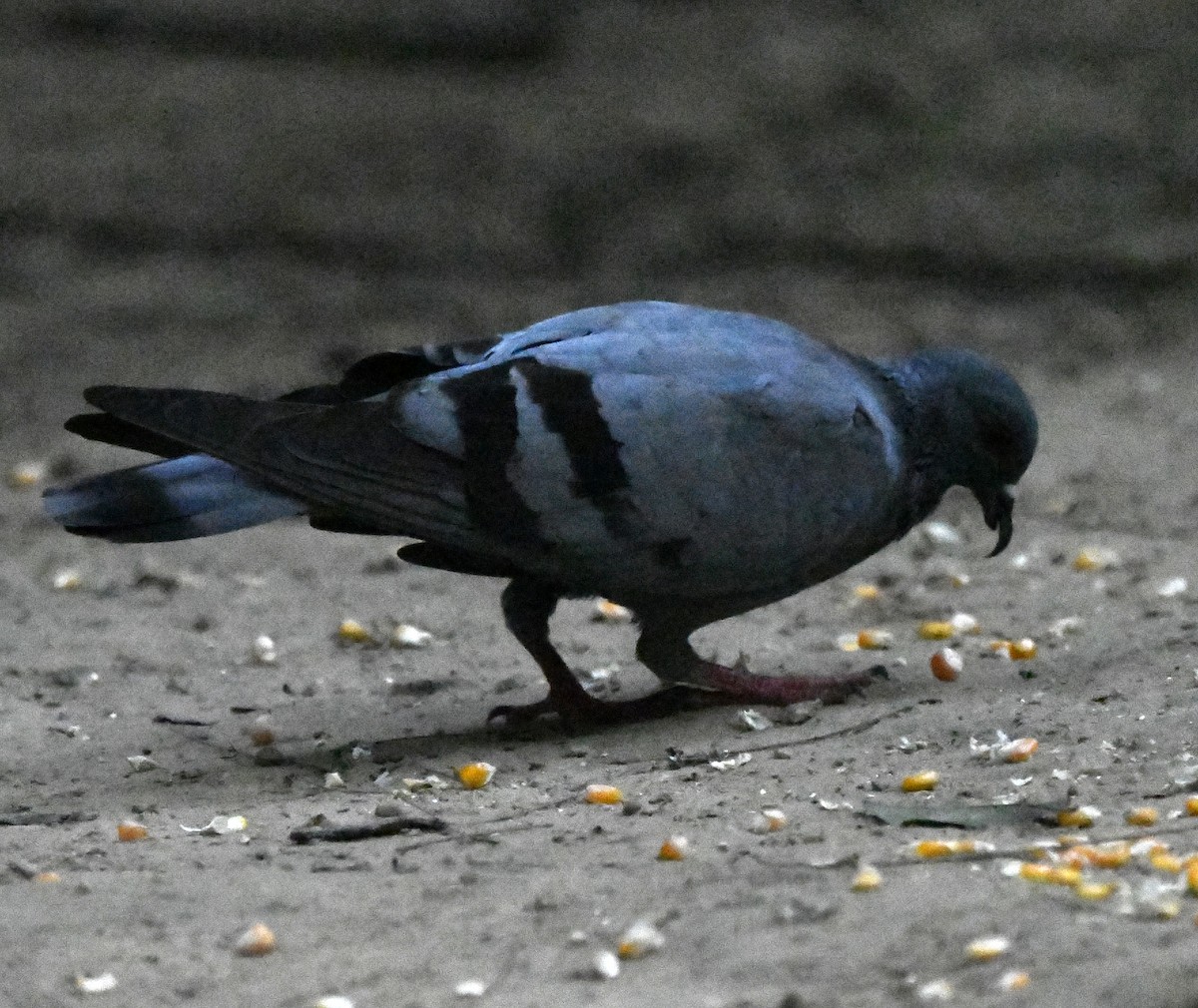 Haitz-usoa (etxekoa) - ML646038618