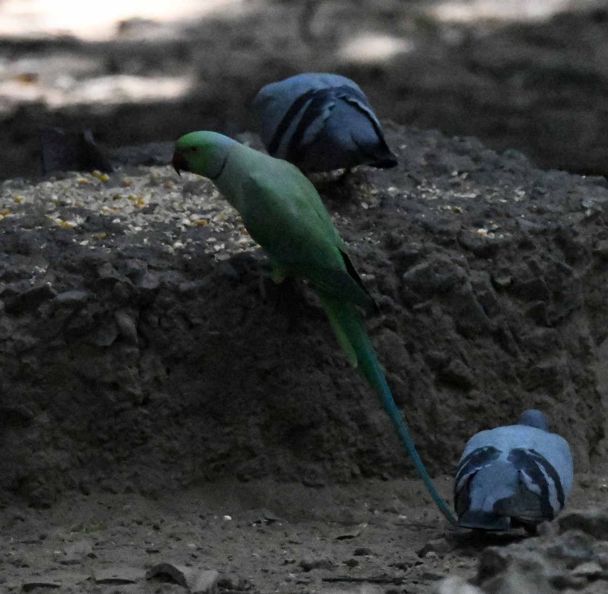 Papagai lepokoduna - ML646038619