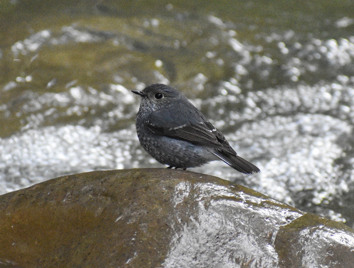 Plumbeous Redstart - ML646038620