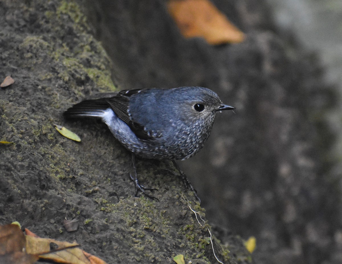 Plumbeous Redstart - ML646038621