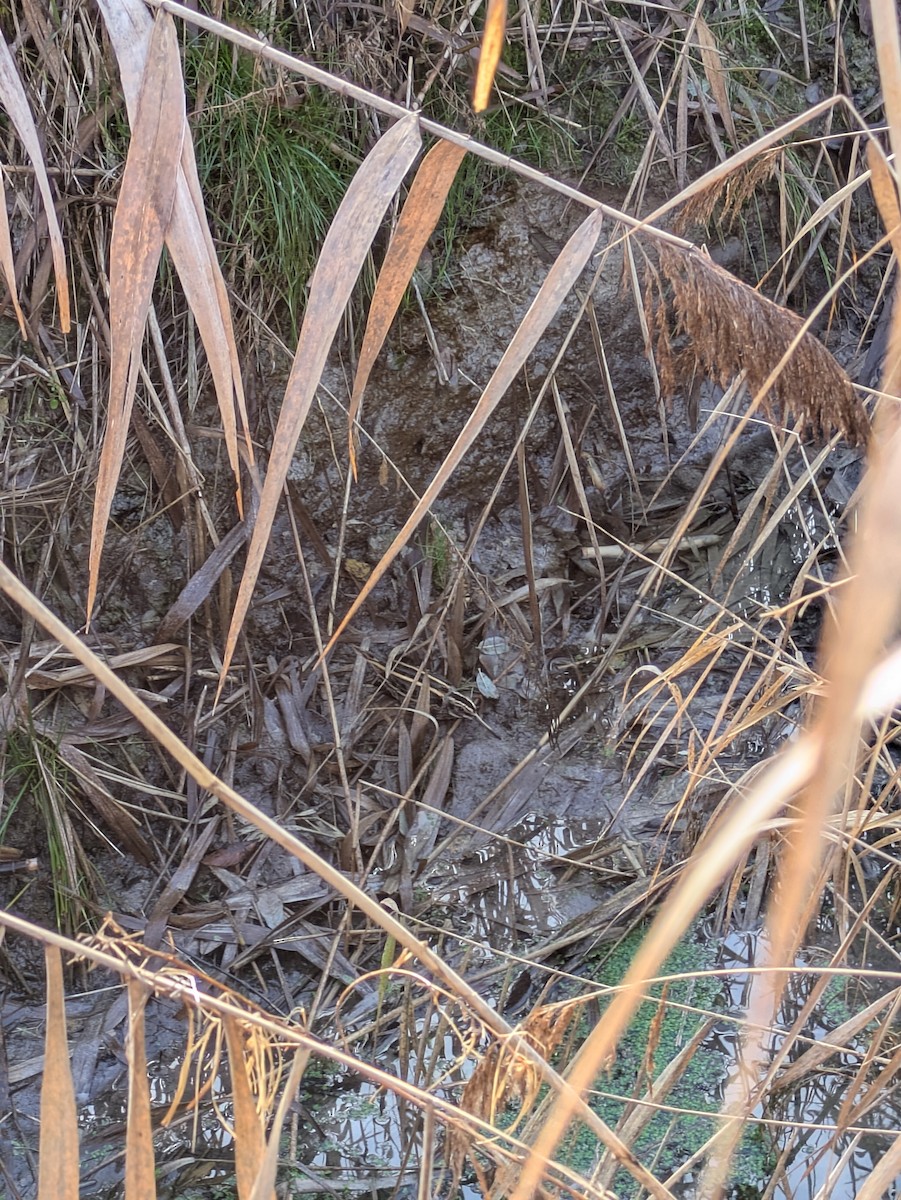 Agachadiza Chica - ML646038629