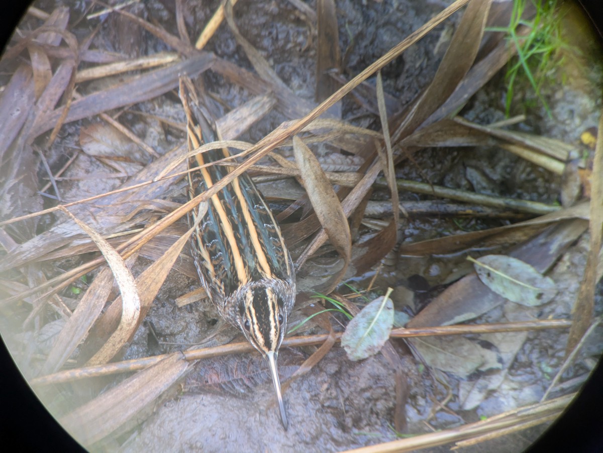 Agachadiza Chica - ML646038630