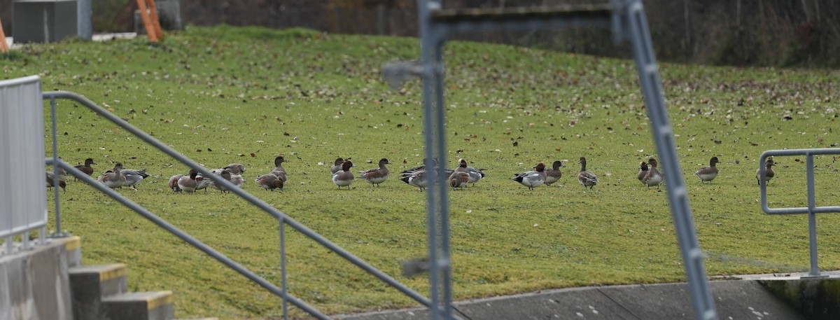 Fischione - ML646038636