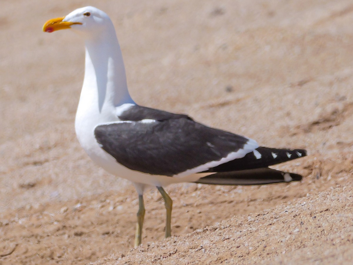 Kelp Gull (vetula) - ML646038638