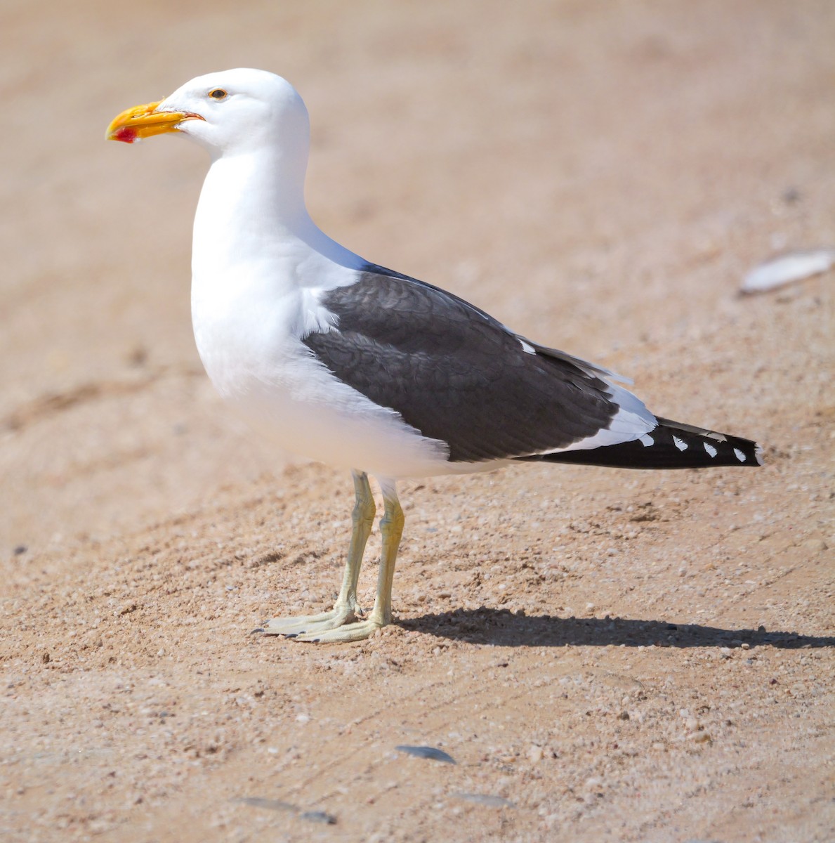 Kelp Gull (vetula) - ML646038639