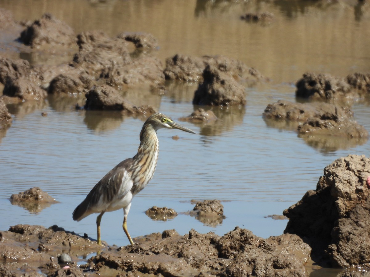 Chinese Pond-Heron - ML646038640