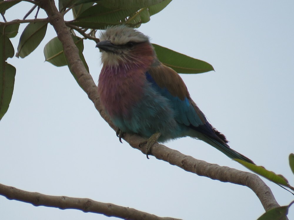 Lilac-breasted Roller - ML646038641