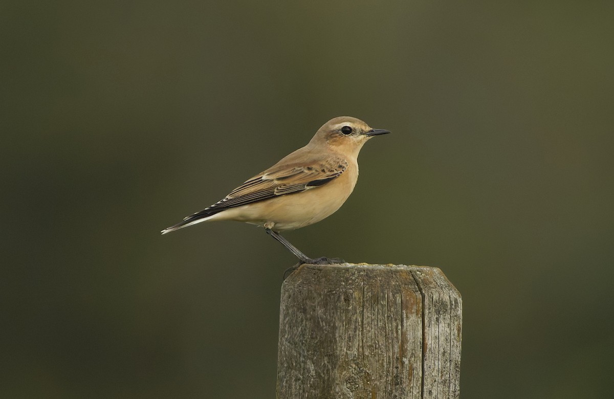 Culbianco - ML646038642