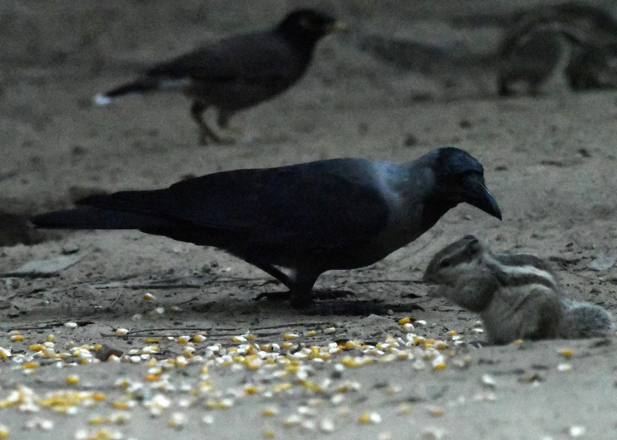 House Crow - ML646038643