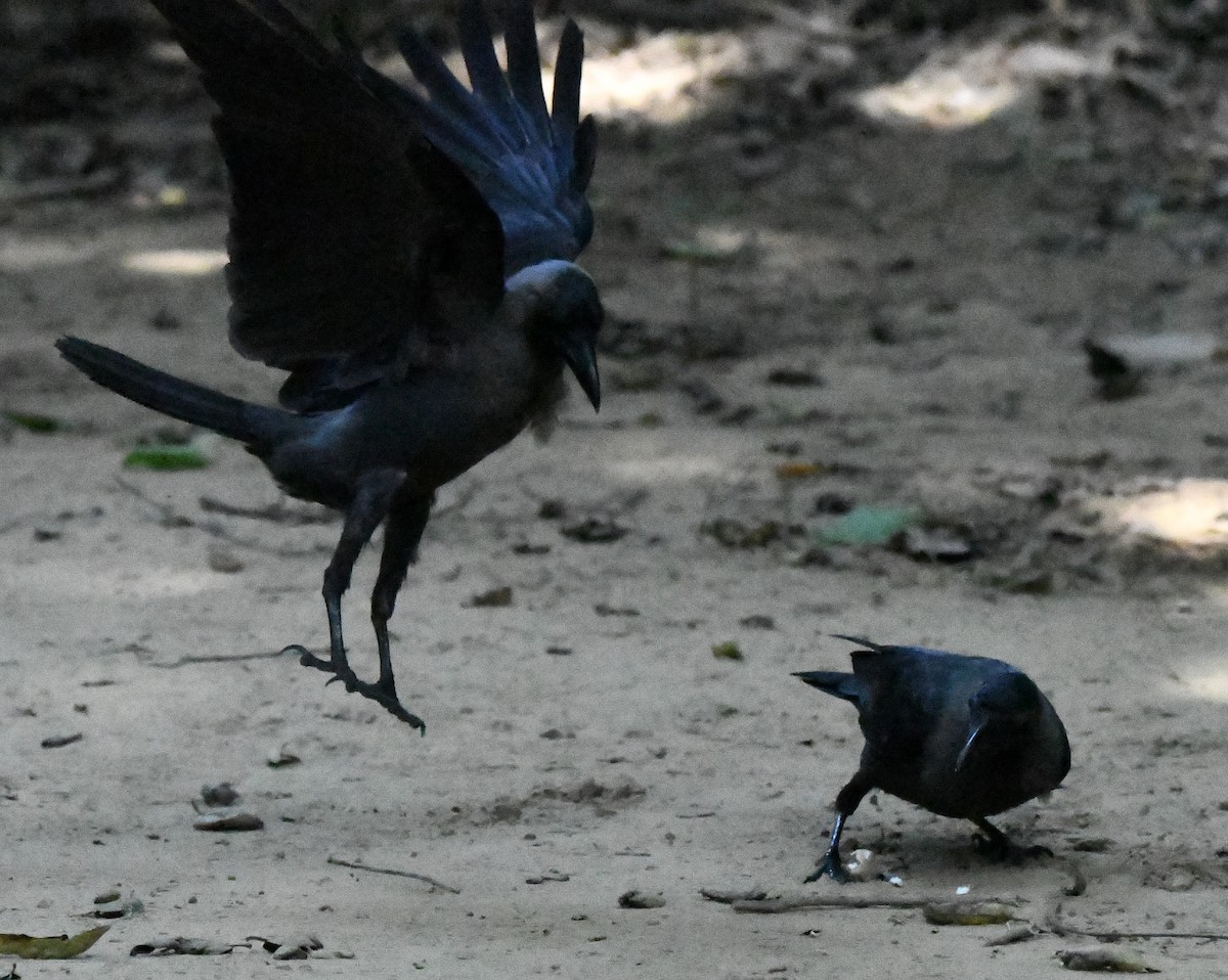 House Crow - ML646038644