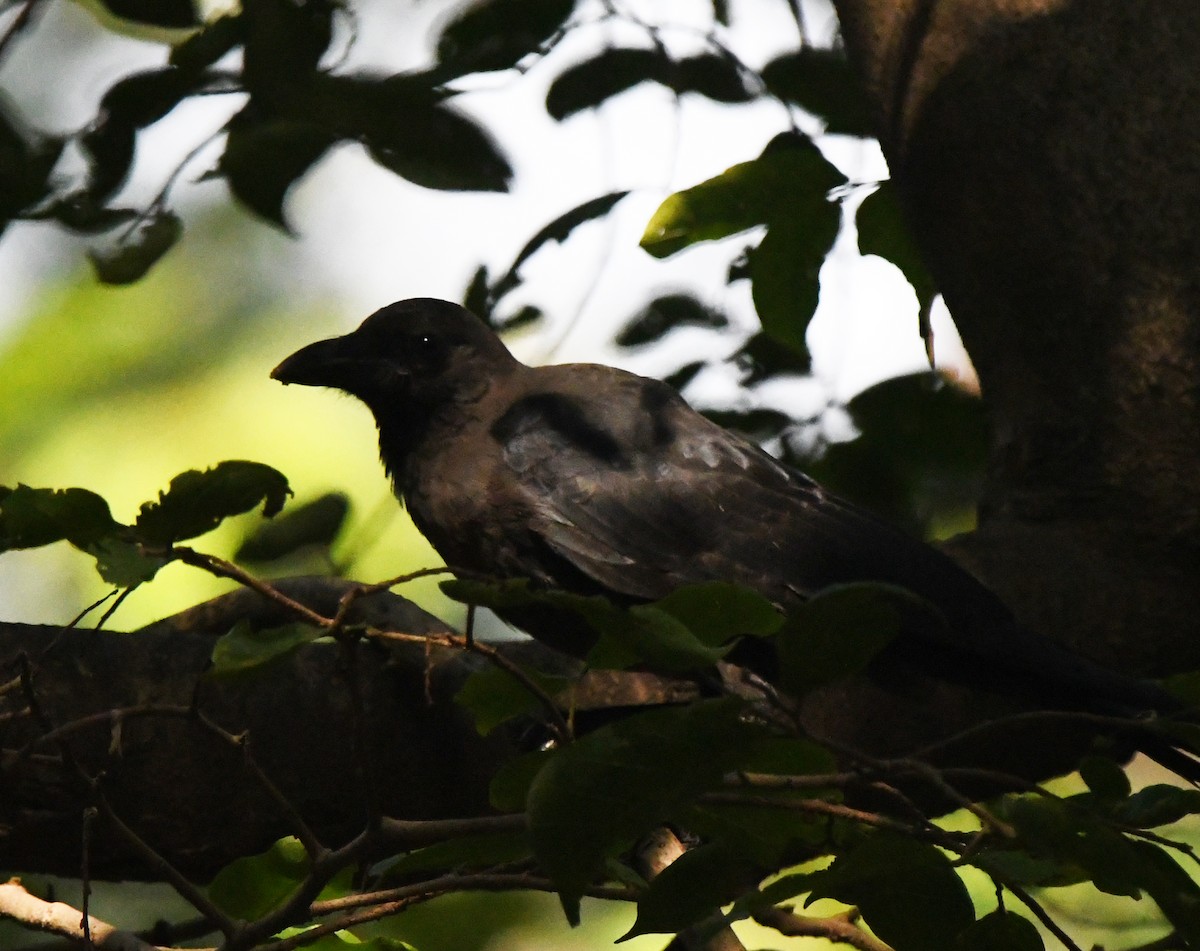 House Crow - ML646038645