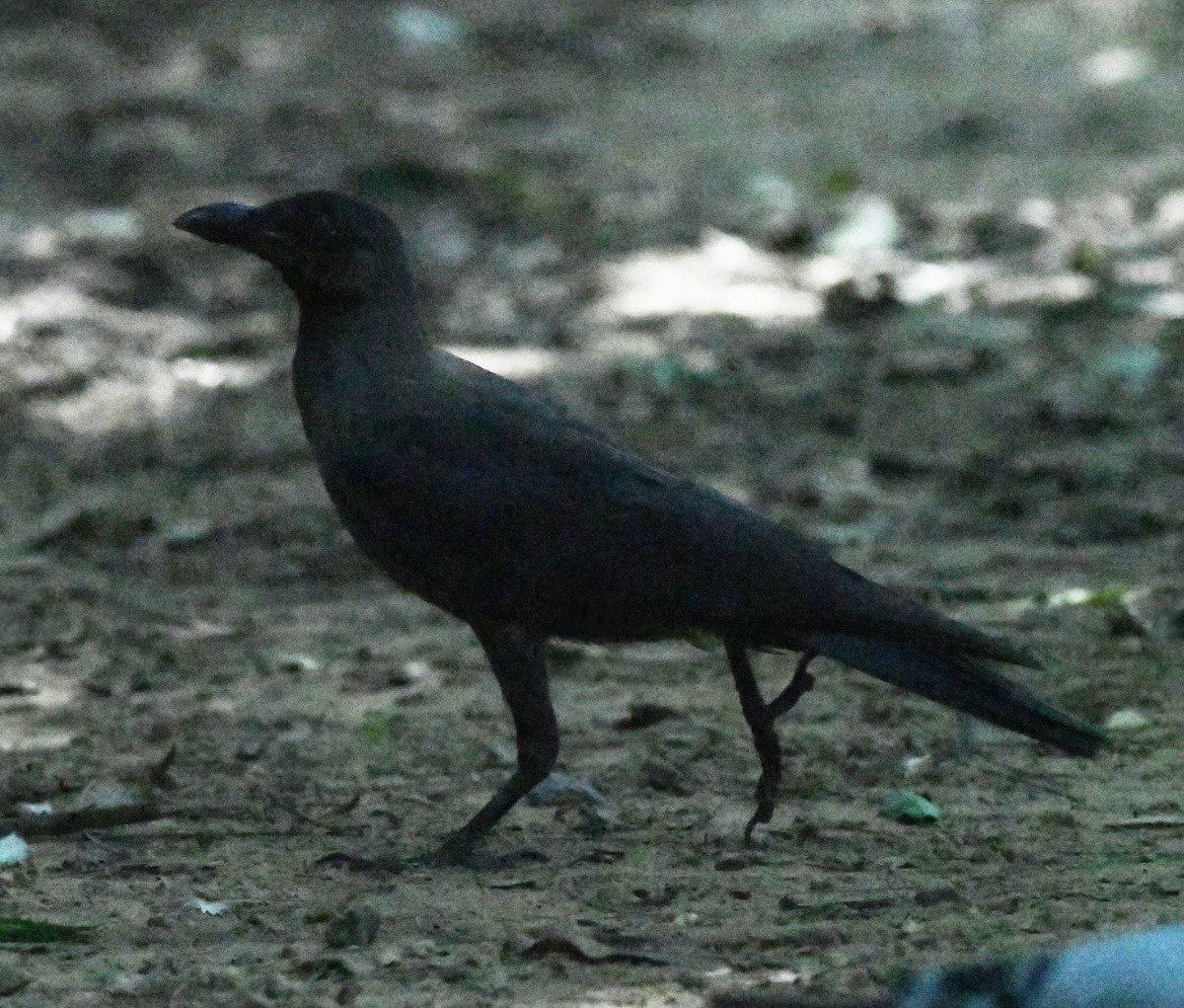 House Crow - ML646038646