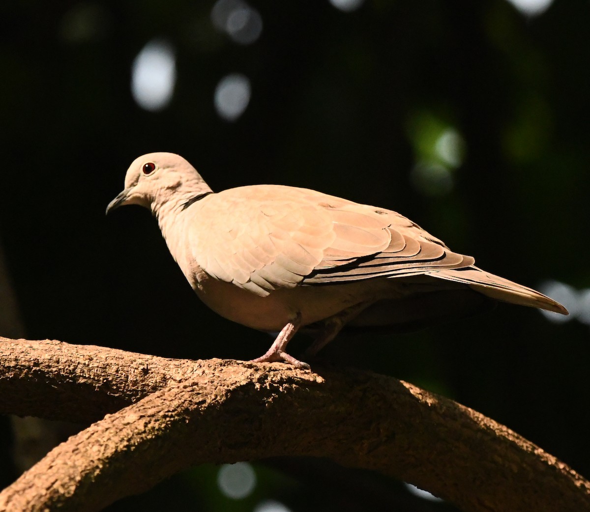 Tortora dal collare - ML646038647