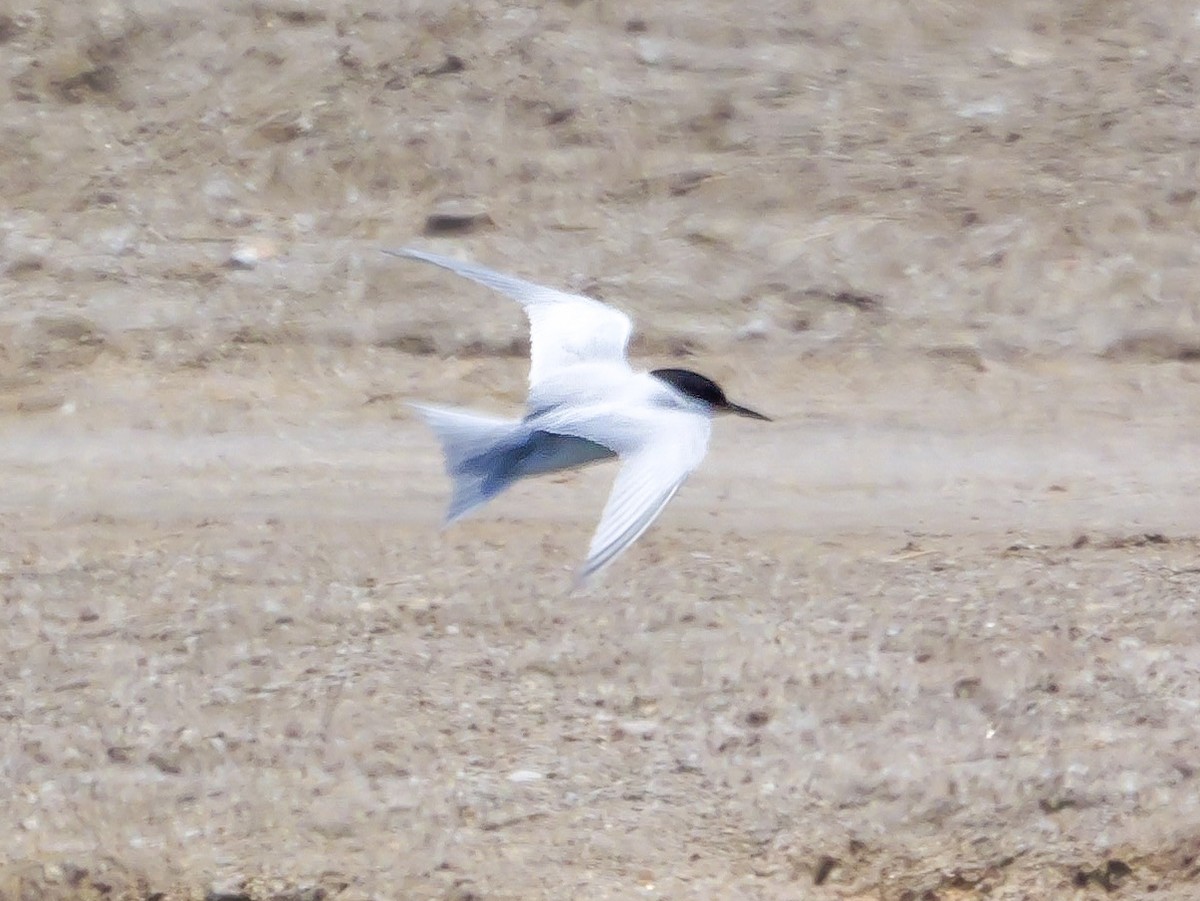 Damara Tern - ML646038648