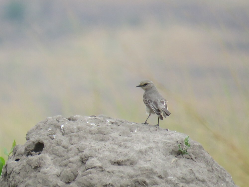 African Gray Flycatcher - ML646038650