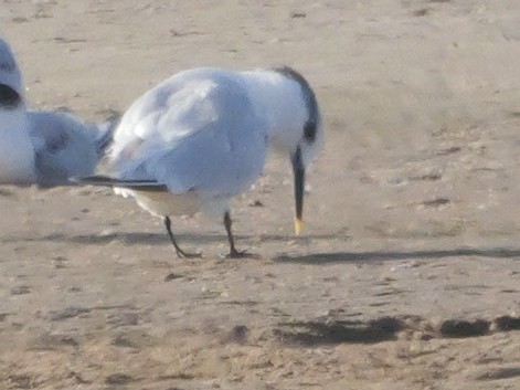 Beccapesci (sandvicensis) - ML646038651