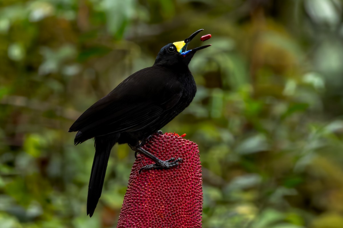 Long-tailed Paradigalla - ML646038652