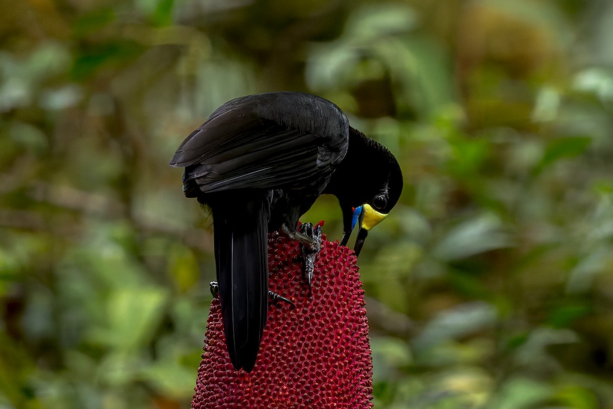 Long-tailed Paradigalla - ML646038653