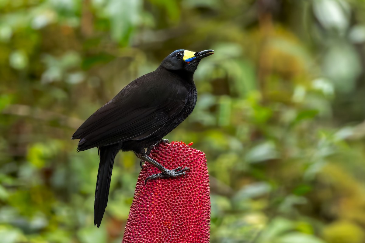 Long-tailed Paradigalla - ML646038654