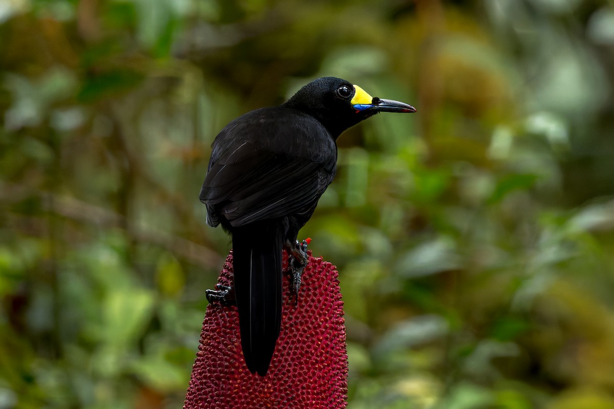 Long-tailed Paradigalla - ML646038655