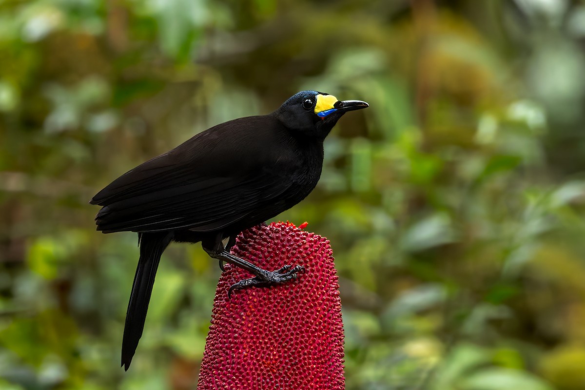 Long-tailed Paradigalla - ML646038656