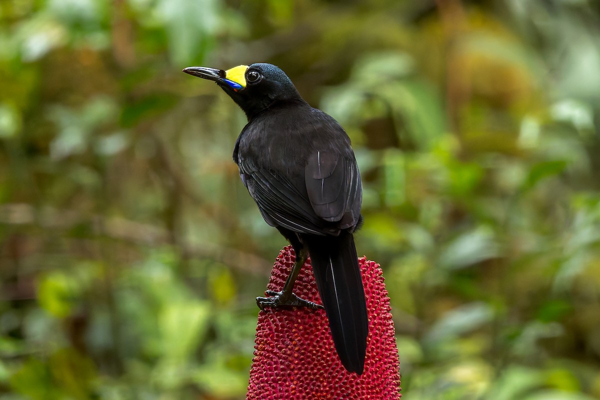 Long-tailed Paradigalla - ML646038657