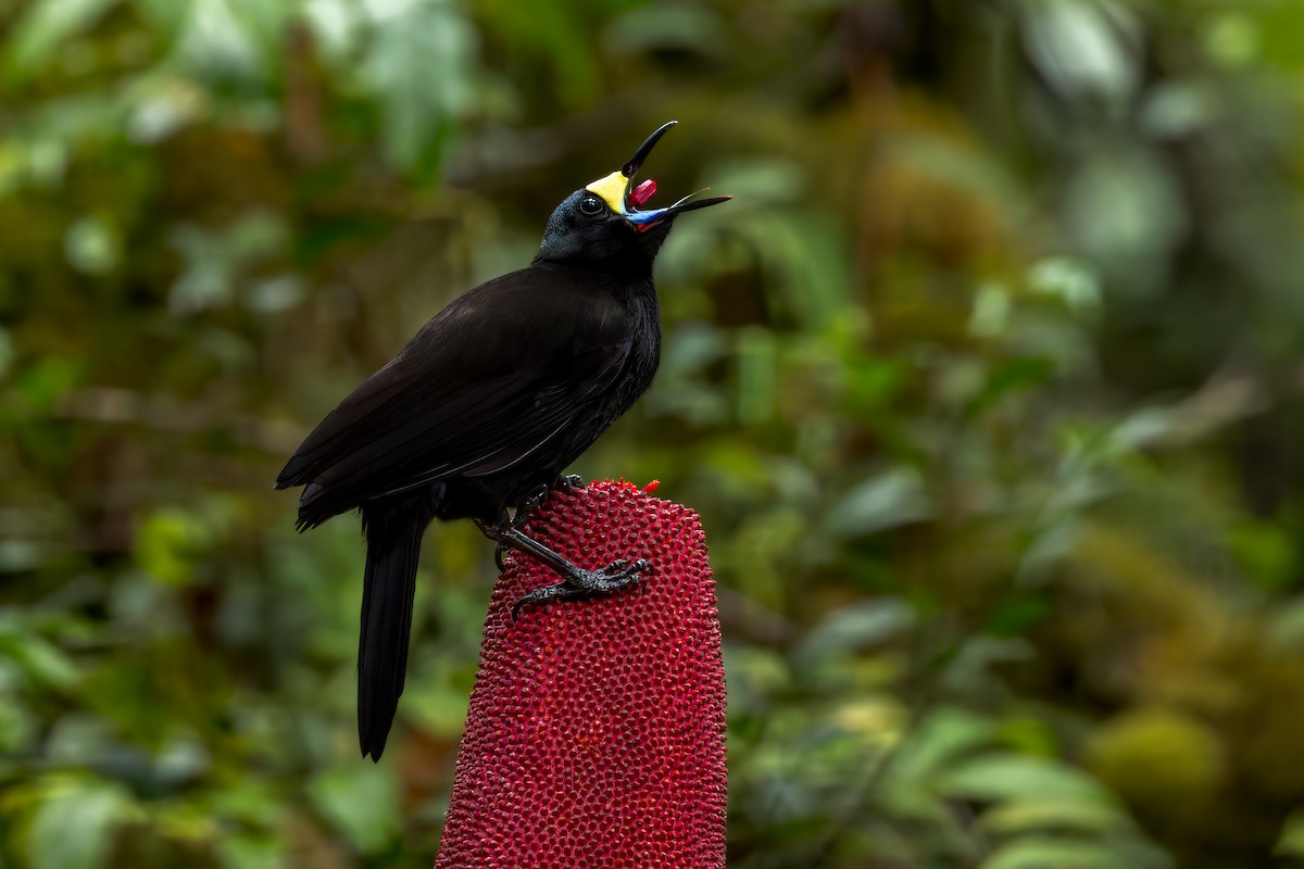 Long-tailed Paradigalla - ML646038658