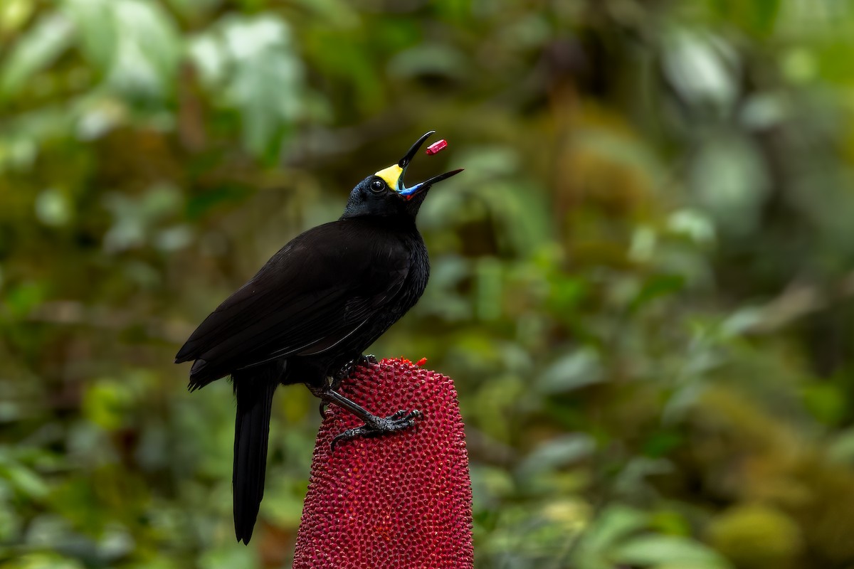 Long-tailed Paradigalla - ML646038659