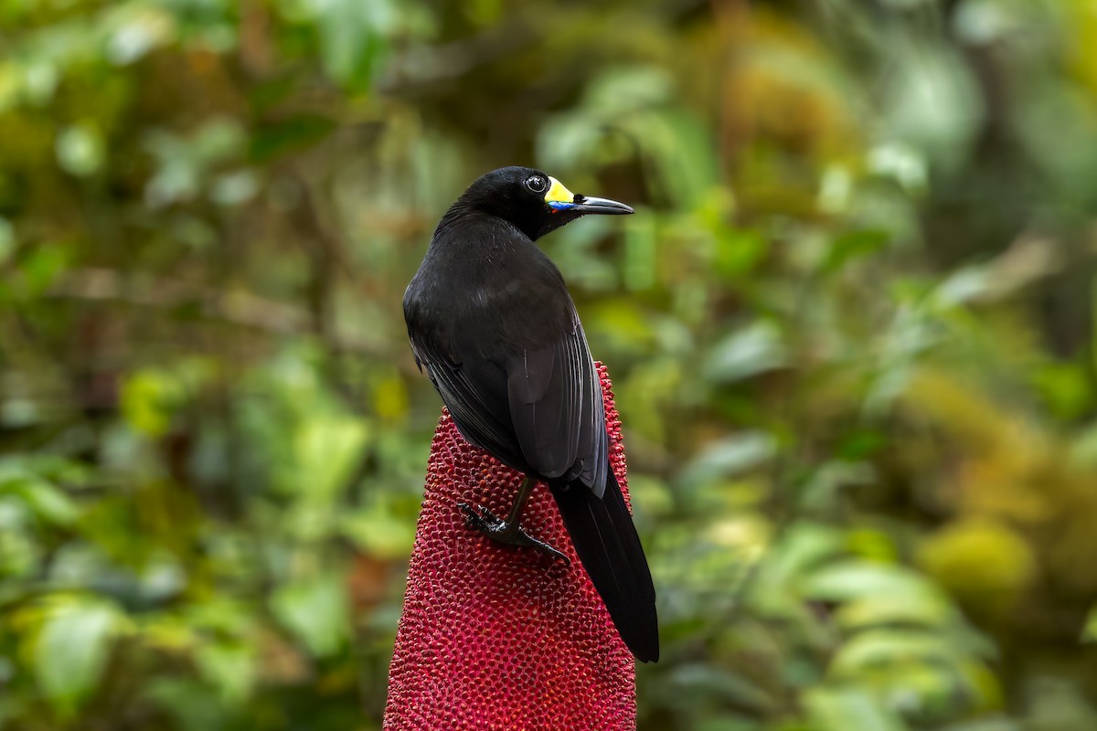 Long-tailed Paradigalla - ML646038660