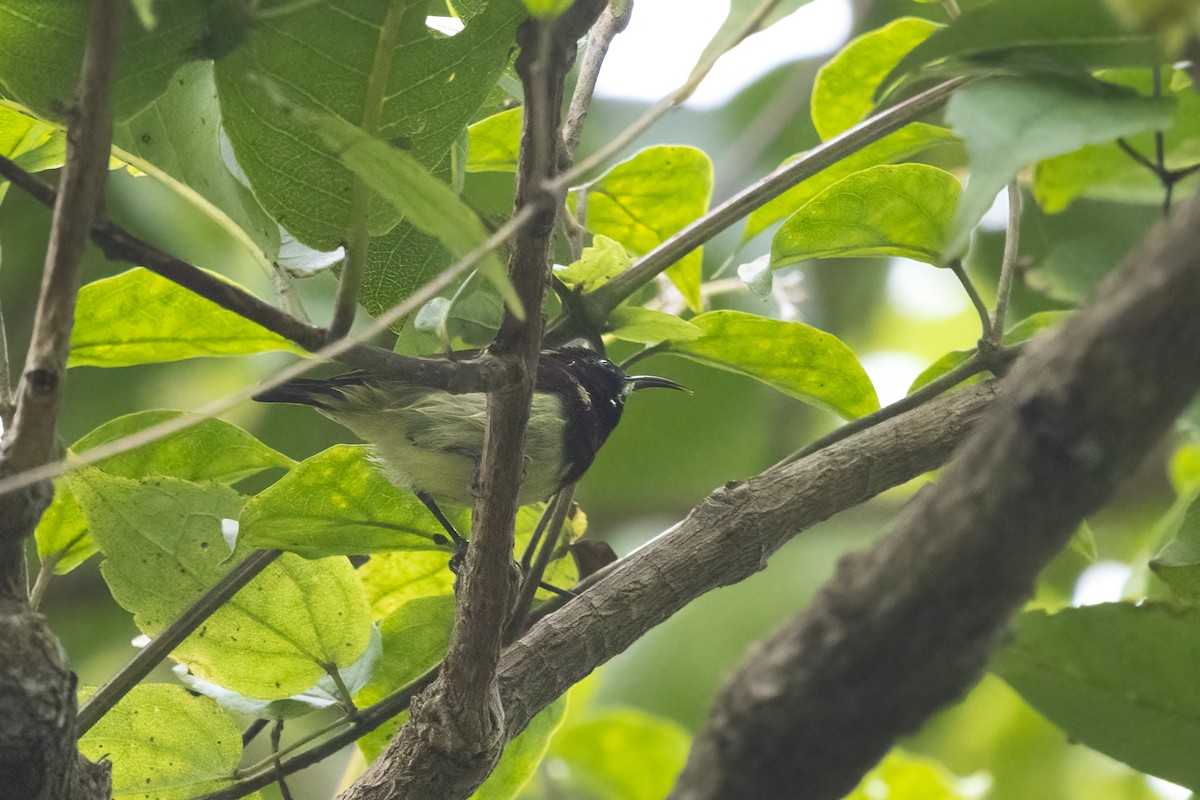 Purple-rumped Sunbird - ML646038662