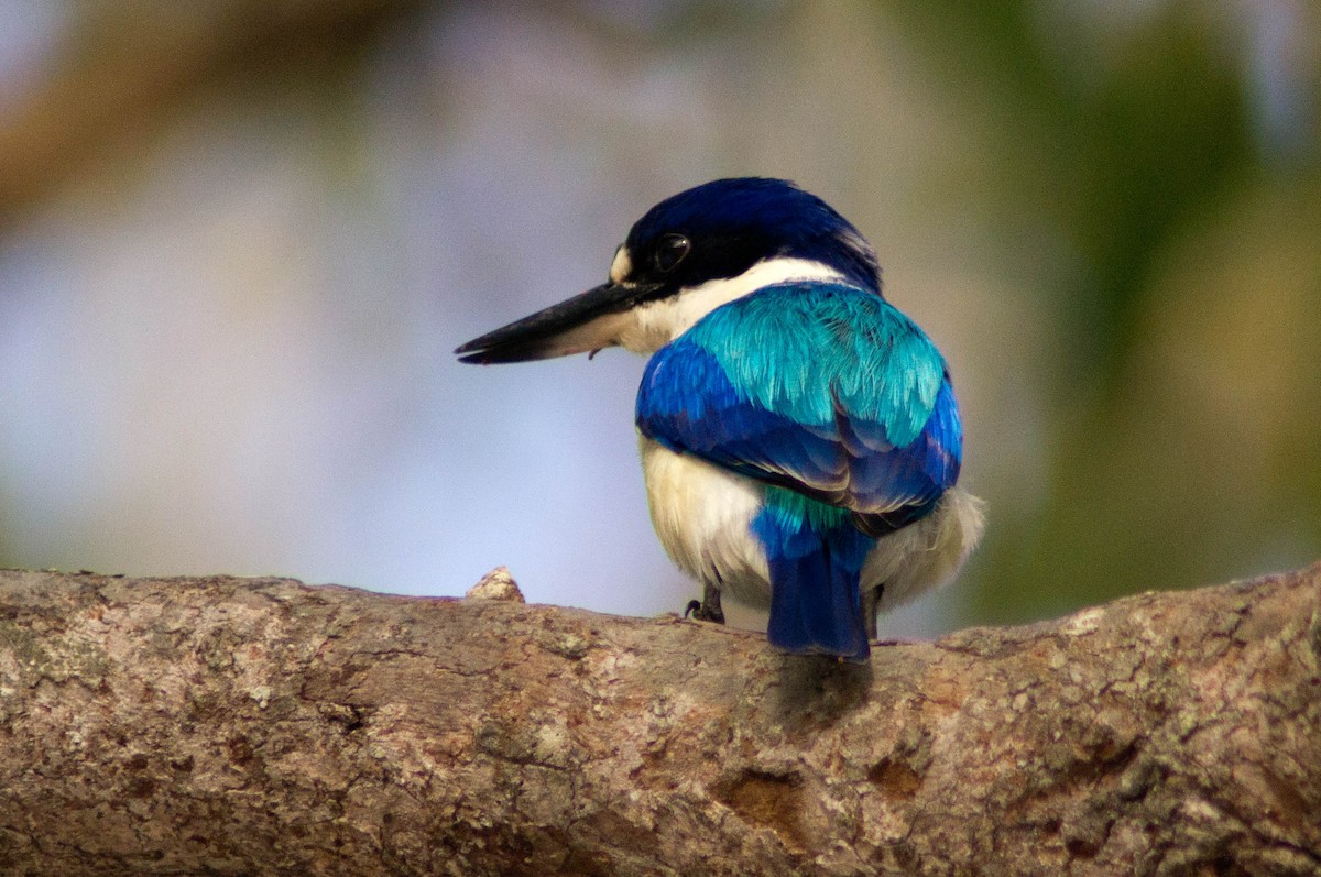 Forest Kingfisher - ML646038663