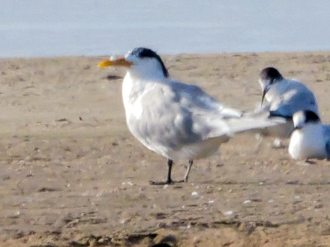 Great Crested Tern - ML646038664