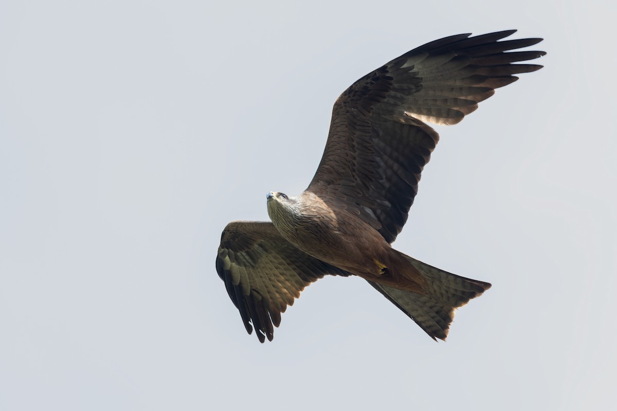 Nibbio bruno - ML646038665