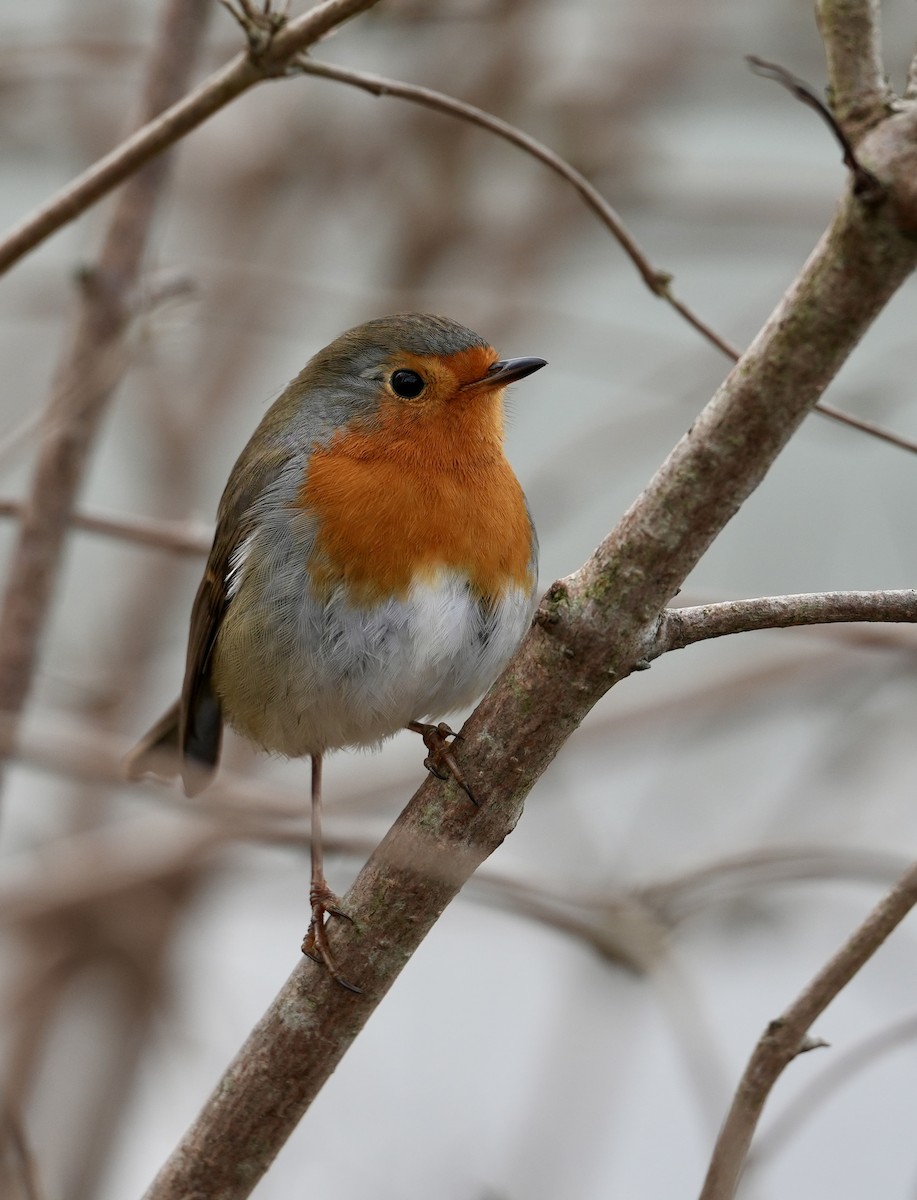 Pettirosso - ML646038666